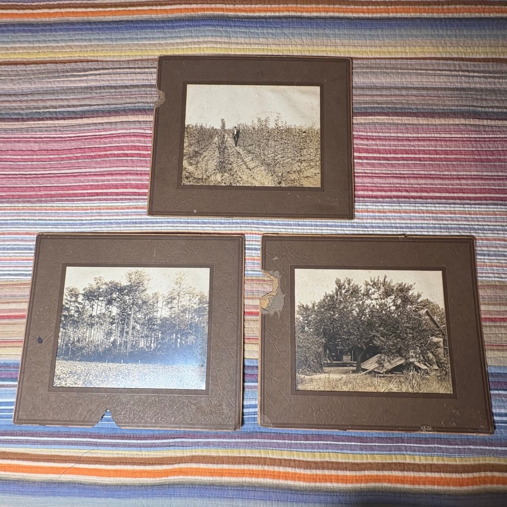 Antique Sepia Farm Photographs Set 3 Rural Orchard Forest Farmhouse 12x14 Mat